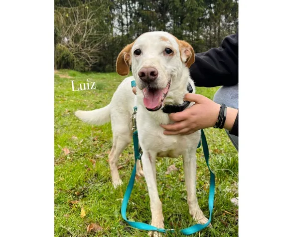 Pies do adopcji, Przyborówko, 14 grudnia 2025 (3/3)