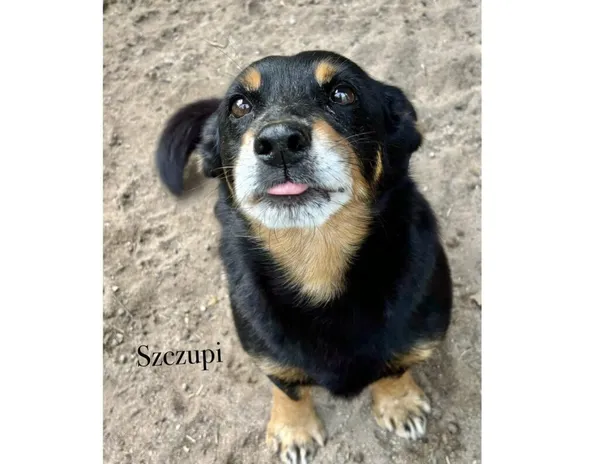 Pies do adopcji, Przyborówko, 13 lutego 2026 (3/4)