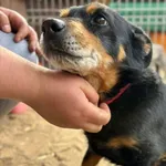 Pies do adopcji
