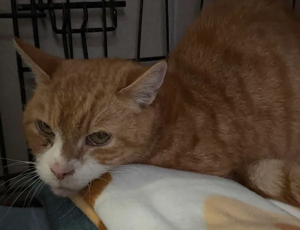 Znaleziono kota, Bydgoszcz, 4 grudnia 2025