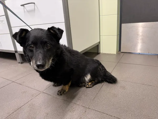 Znaleziono psa, Bydgoszcz, 3 grudnia 2025