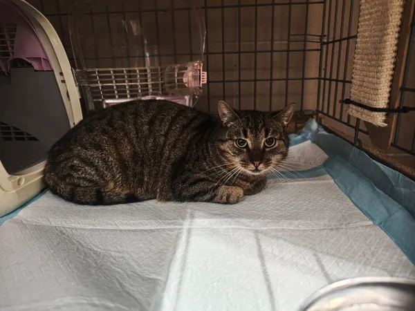 Znaleziono kota, Bydgoszcz, 3 grudnia 2025