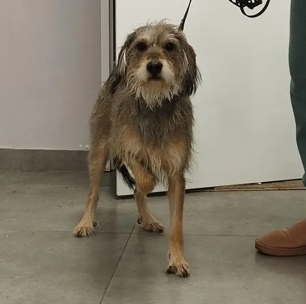 Znaleziono psa, Toruń, 13 grudnia 2025