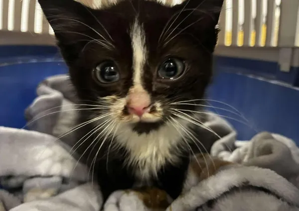 Znaleziono kota, Toruń, 12 grudnia 2025