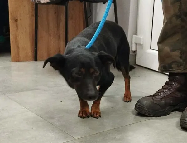 Znaleziono psa, Toruń, 12 grudnia 2025