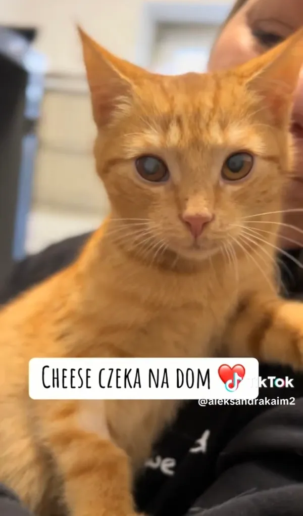 Kot do adopcji, Radom, 15 grudnia 2025