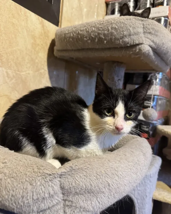 Kot do adopcji, Korabiewice, 14 grudnia 2025 (1/4)