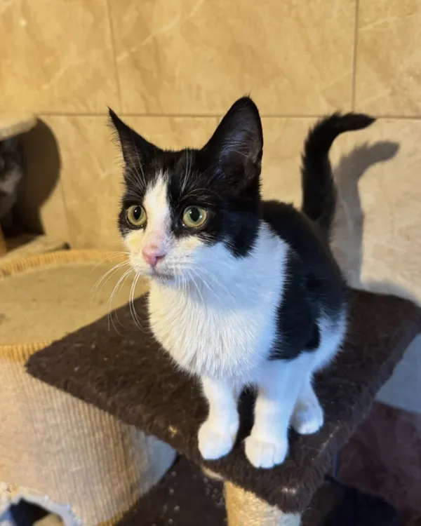 Kot do adopcji, Korabiewice, 14 grudnia 2025 (3/4)