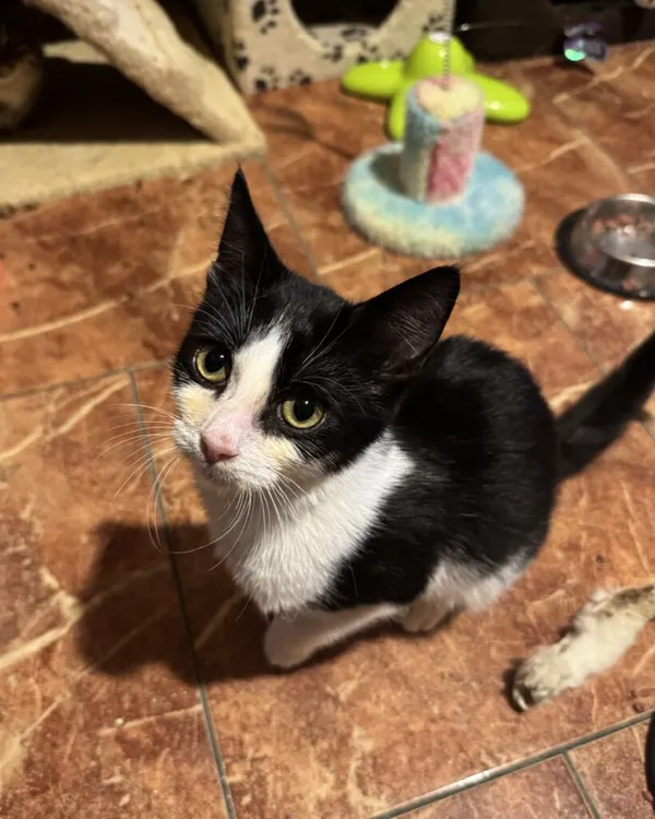 Kot do adopcji, Korabiewice, 14 grudnia 2025 (4/4)