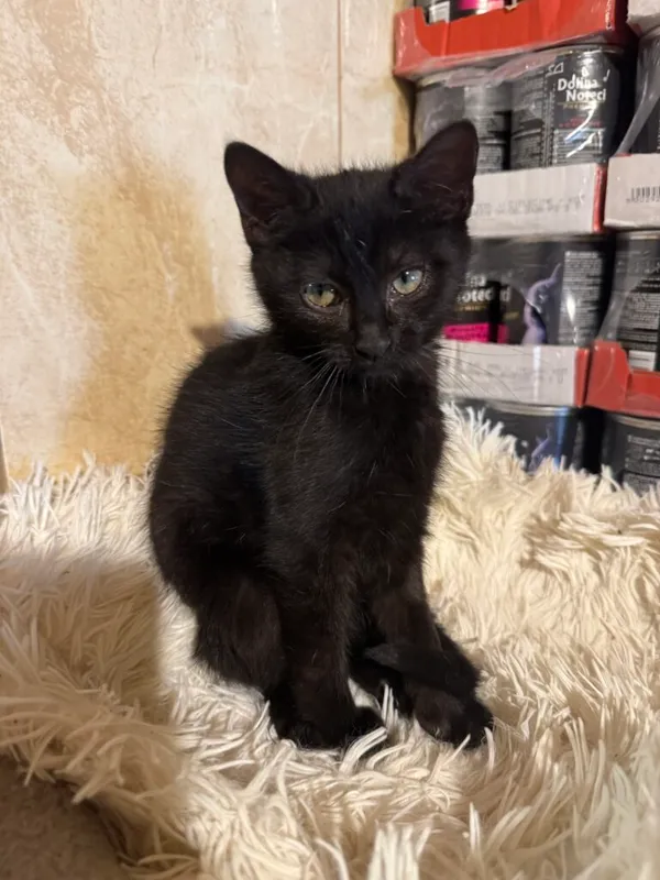 Kot do adopcji, Korabiewice, 14 grudnia 2025 (3/3)