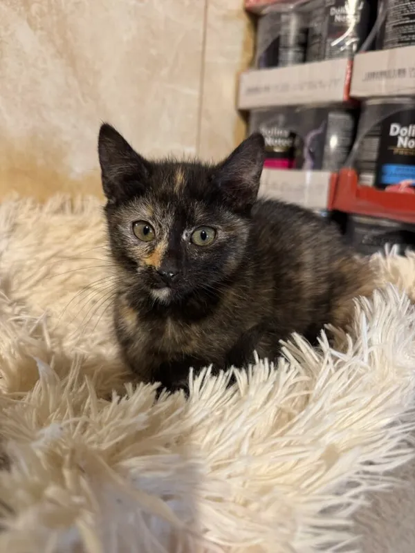 Kot do adopcji, Korabiewice, 14 grudnia 2025 (3/3)