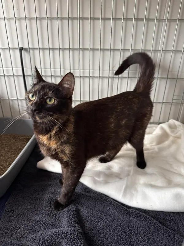 Kot do adopcji, Korabiewice, 14 grudnia 2025 (1/4)