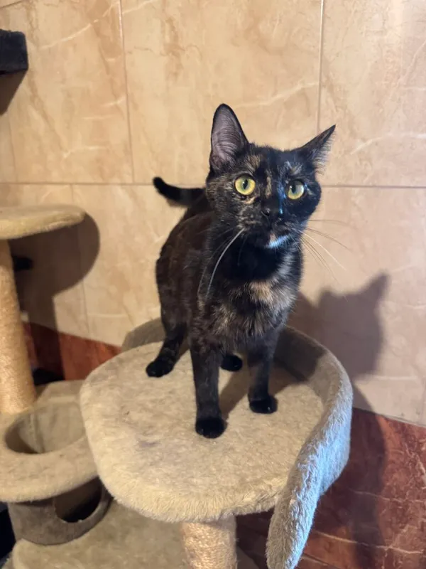 Kot do adopcji, Korabiewice, 14 grudnia 2025 (3/4)