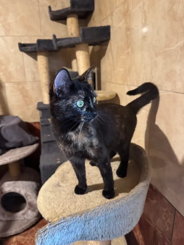 Kot do adopcji, Korabiewice, 14 grudnia 2025 (4/4)