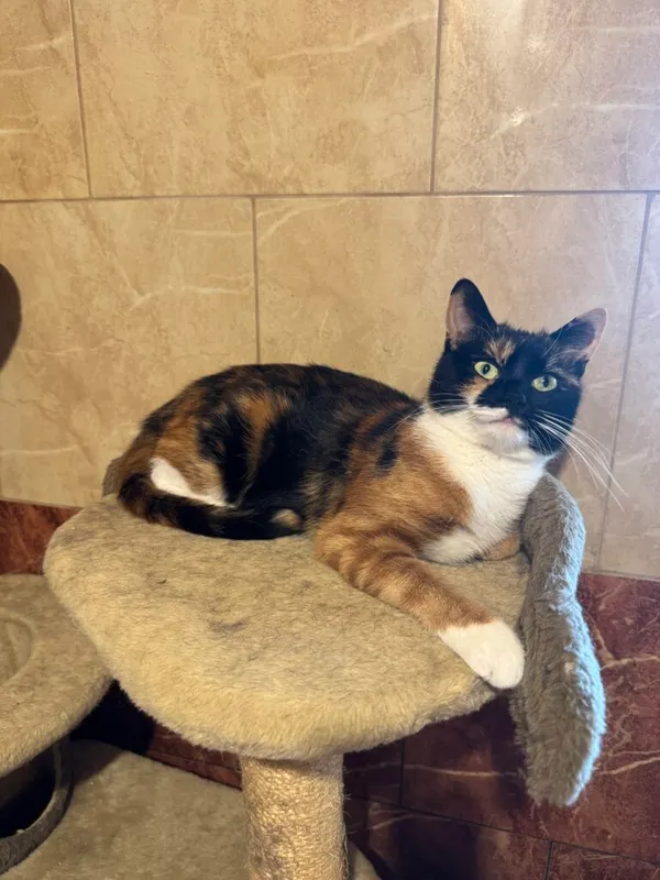 Kot do adopcji, Korabiewice, 14 grudnia 2025 (1/3)