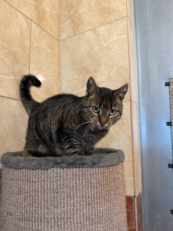 Kot do adopcji, Korabiewice, 14 grudnia 2025 (1/4)