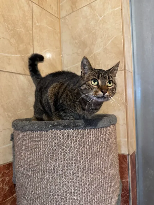 Kot do adopcji, Korabiewice, 14 grudnia 2025 (2/4)