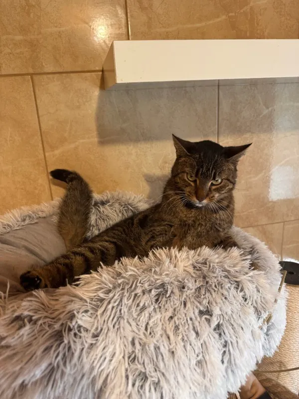 Kot do adopcji, Korabiewice, 14 grudnia 2025 (4/4)