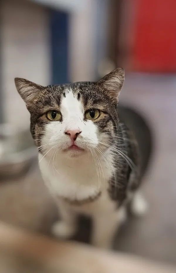 Oddam kota, Toruń, Jakubskie Przedmieście, 15 grudnia 2025 (1/3)