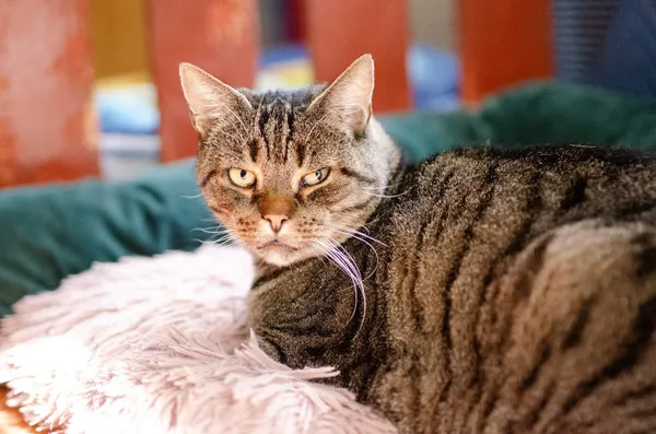 Oddam kota, Toruń, Jakubskie Przedmieście, 15 grudnia 2025 (3/3)