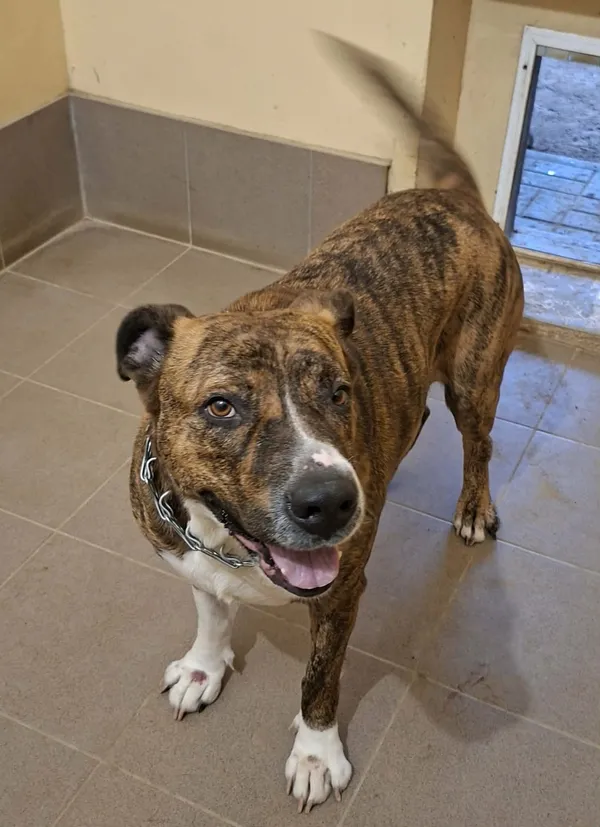 Znaleziono psa, Olsztyn, 13 grudnia 2025