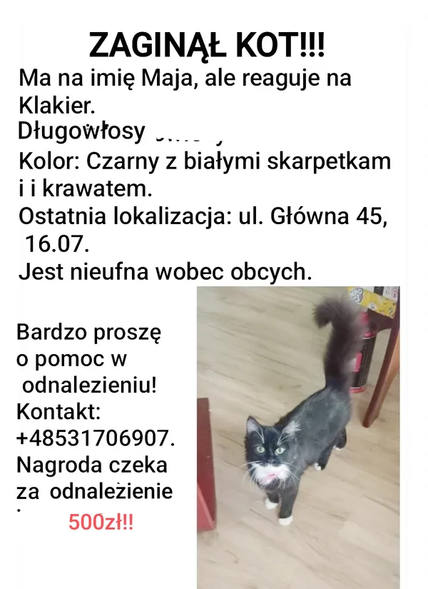 Zaginął kot, Bogatynia, 15 grudnia 2025