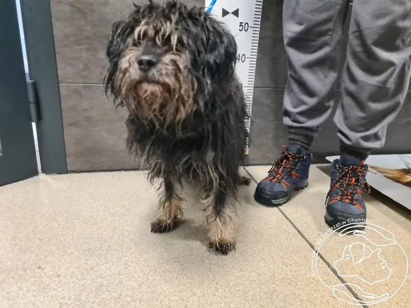 Znaleziono psa, Chełmek, 13 grudnia 2025