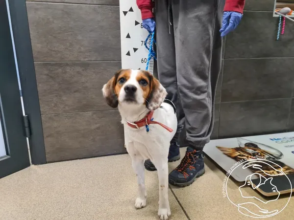 Znaleziono psa, Chełmek, 13 grudnia 2025