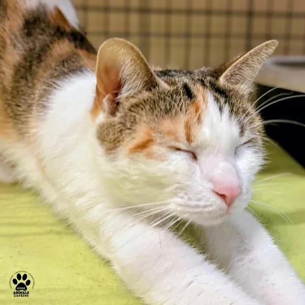 Kot do adopcji, Gdynia, 15 grudnia 2025 (2/5)