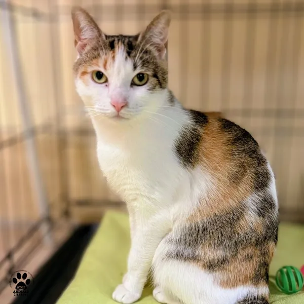 Kot do adopcji, Gdynia, 15 grudnia 2025 (3/5)