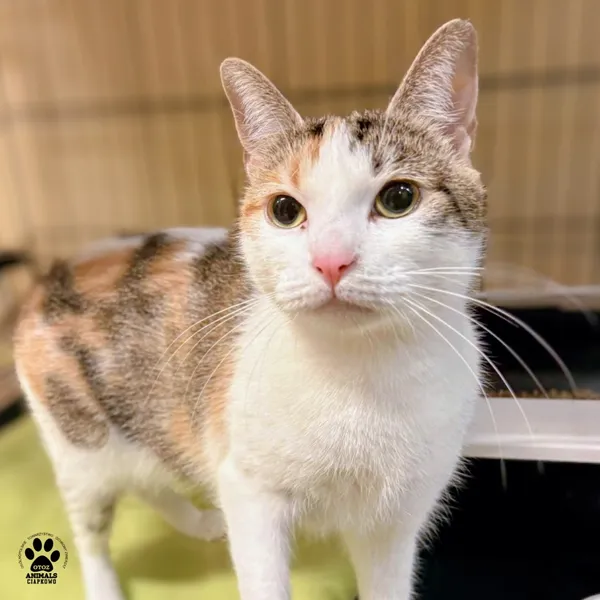 Kot do adopcji, Gdynia, 15 grudnia 2025 (4/5)