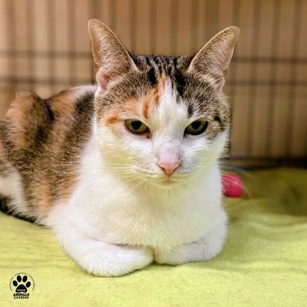 Kot do adopcji, Gdynia, 15 grudnia 2025 (5/5)