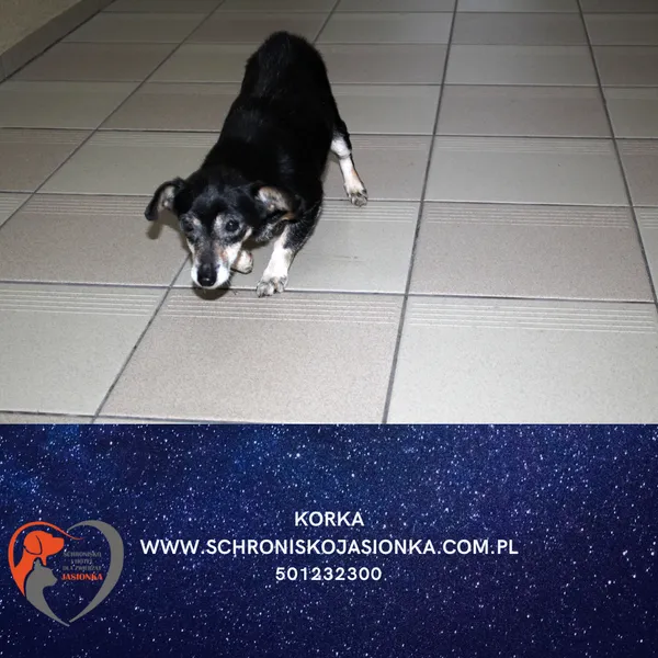 Pies do adopcji, Dębniak, 13 grudnia 2025