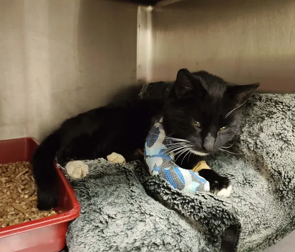 Kot do adopcji, Włocławek, 13 grudnia 2025