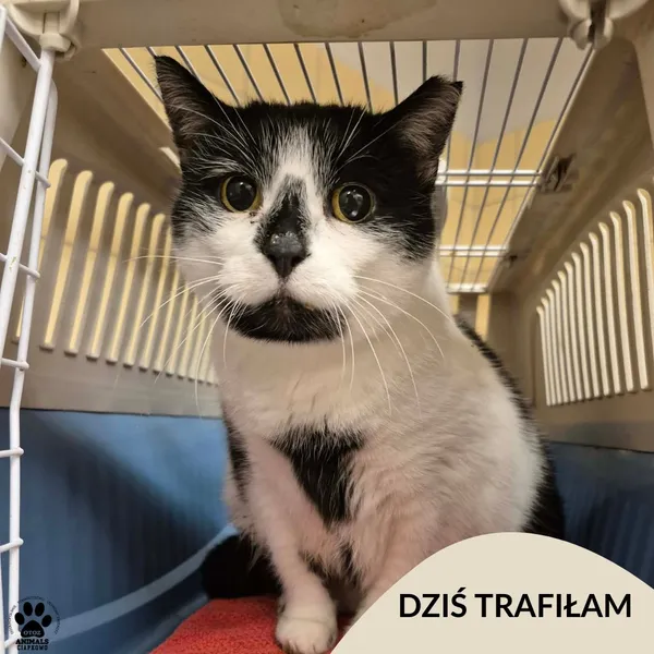 Znaleziono kota, Gdynia, 10 grudnia 2025