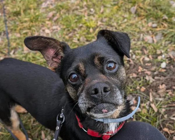 Pies do adopcji, Korabiewice, 14 grudnia 2025 (1/2)