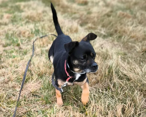 Pies do adopcji, Korabiewice, 14 grudnia 2025 (2/2)