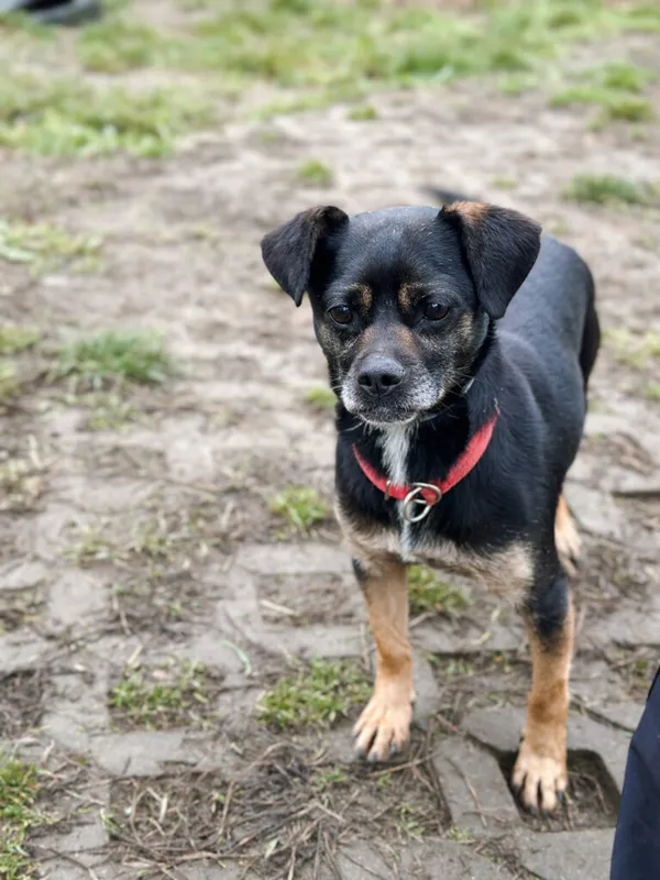 Pies do adopcji, Korabiewice, 14 grudnia 2025 (3/5)