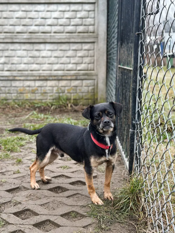 Pies do adopcji, Korabiewice, 14 grudnia 2025 (4/5)