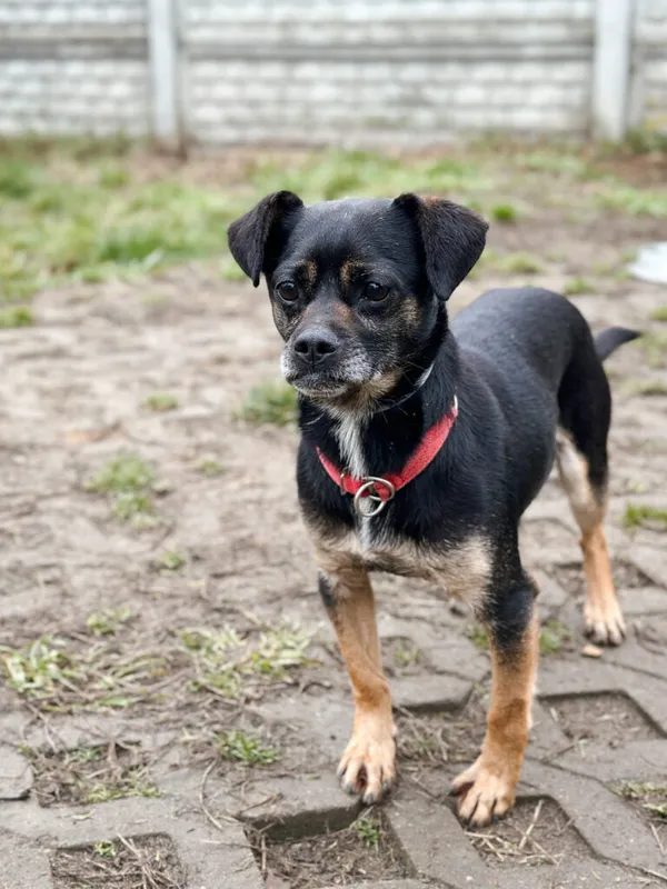 Pies do adopcji, Korabiewice, 14 grudnia 2025 (5/5)