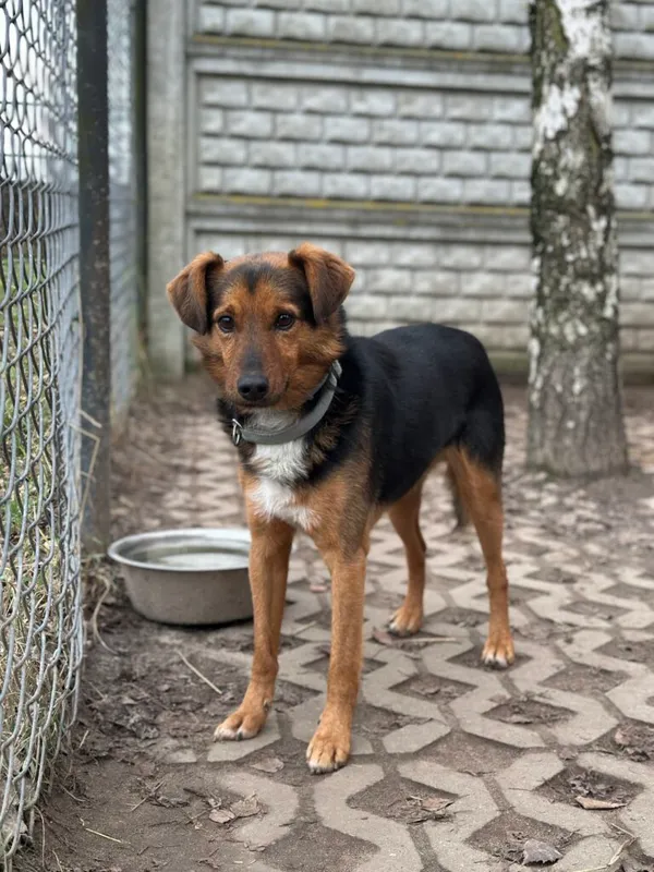 Pies do adopcji, Korabiewice, 14 grudnia 2025 (1/5)