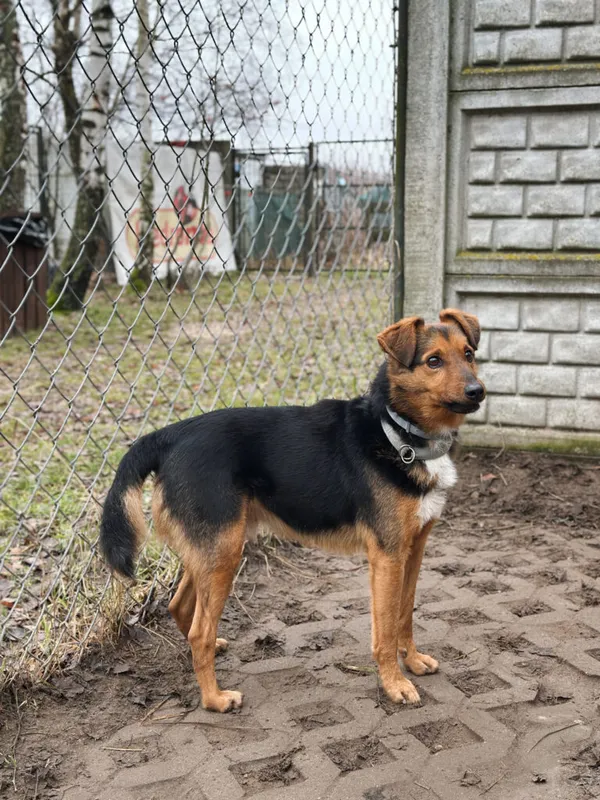 Pies do adopcji, Korabiewice, 14 grudnia 2025 (3/5)