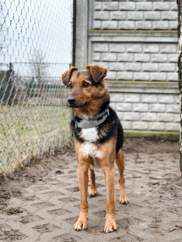 Pies do adopcji, Korabiewice, 14 grudnia 2025 (4/5)