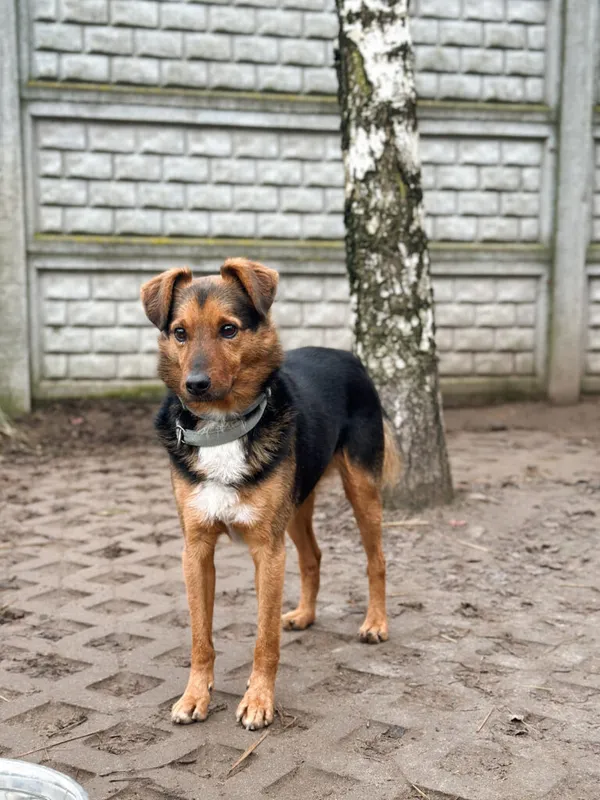 Pies do adopcji, Korabiewice, 14 grudnia 2025 (5/5)