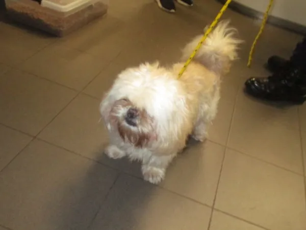 Znaleziono psa, Bydgoszcz, 12 grudnia 2025