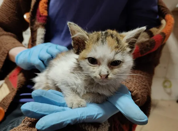 Kot do adopcji, Włocławek, 13 grudnia 2025