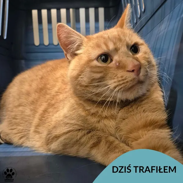 Znaleziono kota, Gdynia, 14 grudnia 2025