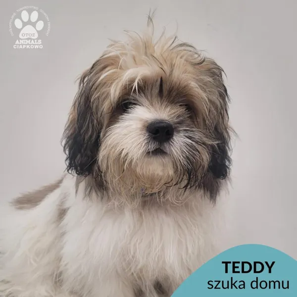 Pies do adopcji, Gdynia, 15 grudnia 2025 (1/3)