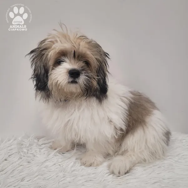 Pies do adopcji, Gdynia, 15 grudnia 2025 (2/3)