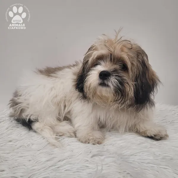 Pies do adopcji, Gdynia, 15 grudnia 2025 (3/3)